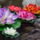 5 Flor Lotus flotante grande