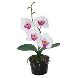 Orquídea mediana blanca