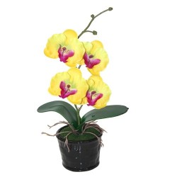 Orquídea mediana amarilla