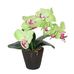 Orquídea grande verde lima