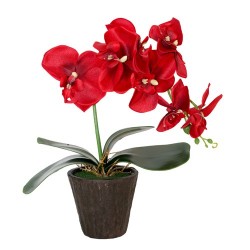 Orquídea grande rojo pasión