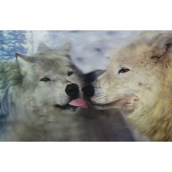 10 Láminas 3D lobos