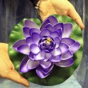 Flores lotus flotantes